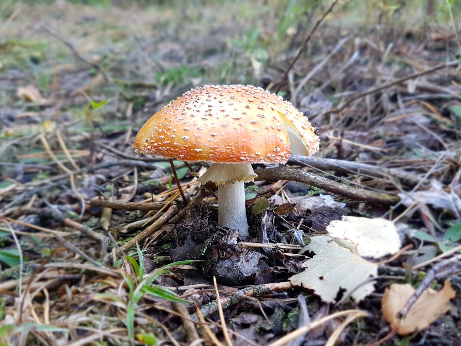Samsung Galaxy S7 Edge sample photo. Mushroom, grass, typical photography