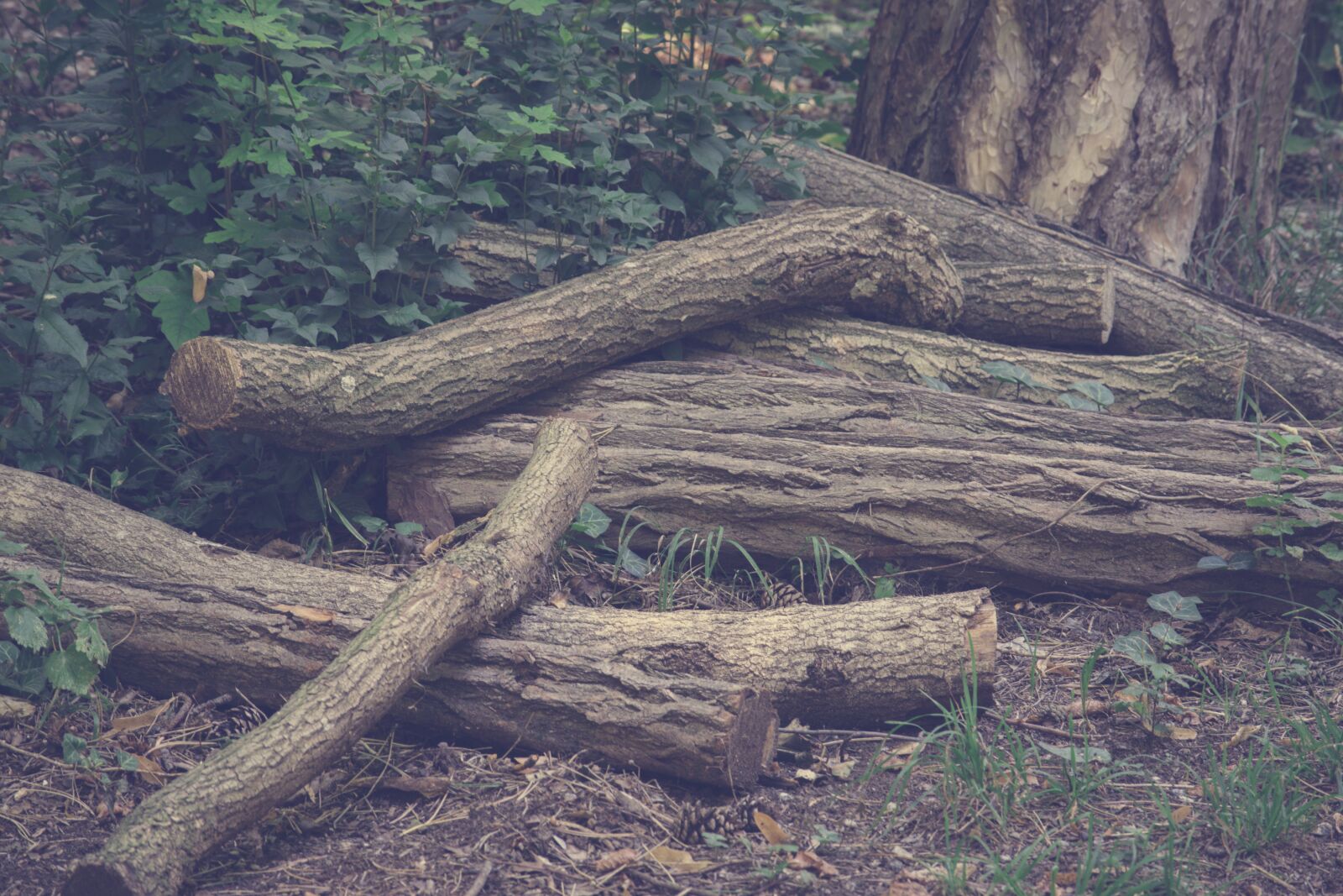 Nikon D3300 sample photo. Wood, tree, dark photography