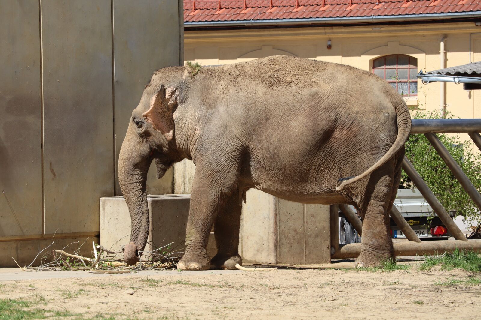 Canon EOS M50 (EOS Kiss M) + Canon EF-M 18-150mm F3.5-6.3 IS STM sample photo. Elephant, zoo, nature photography