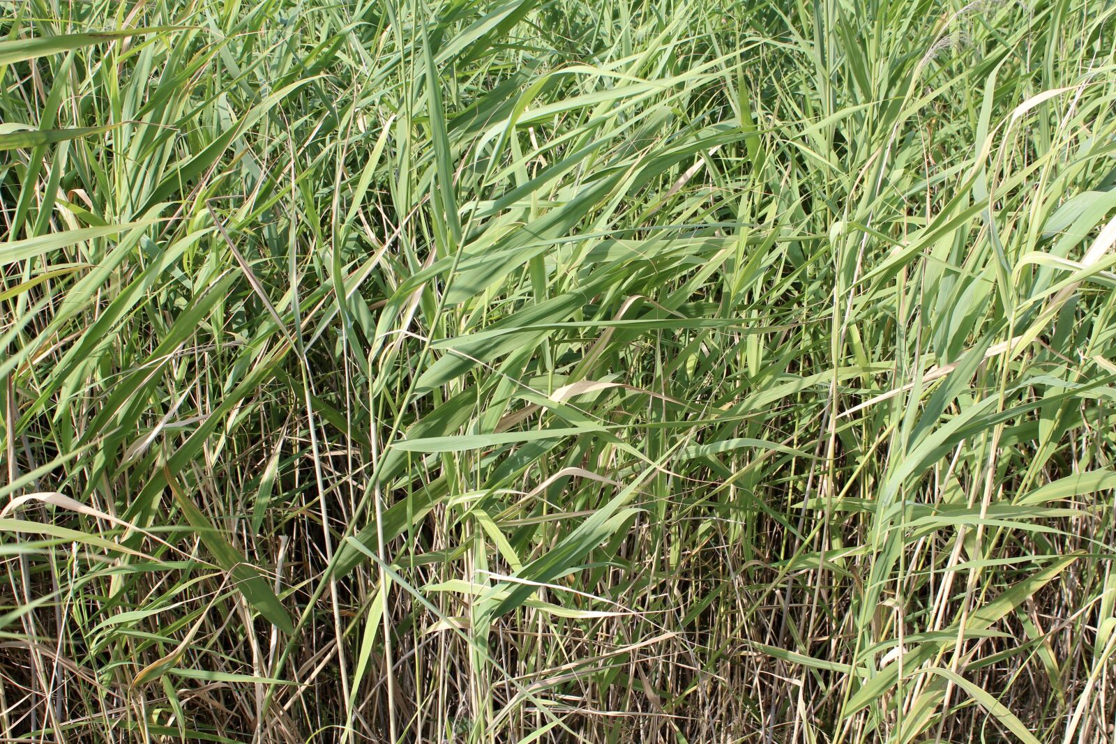 Canon EOS 600D (Rebel EOS T3i / EOS Kiss X5) sample photo. Bamboo, bamboo grass, green photography
