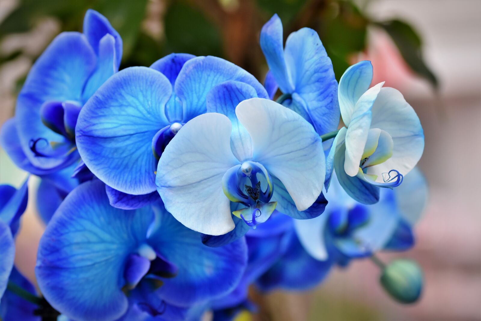 Nikon D7200 sample photo. Orchids, orchid flower, blossom photography