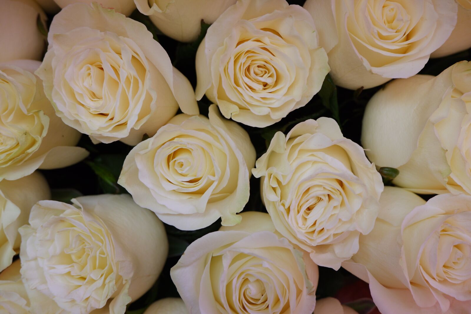 Fujifilm X-T100 sample photo. Roses, white roses, flowers photography