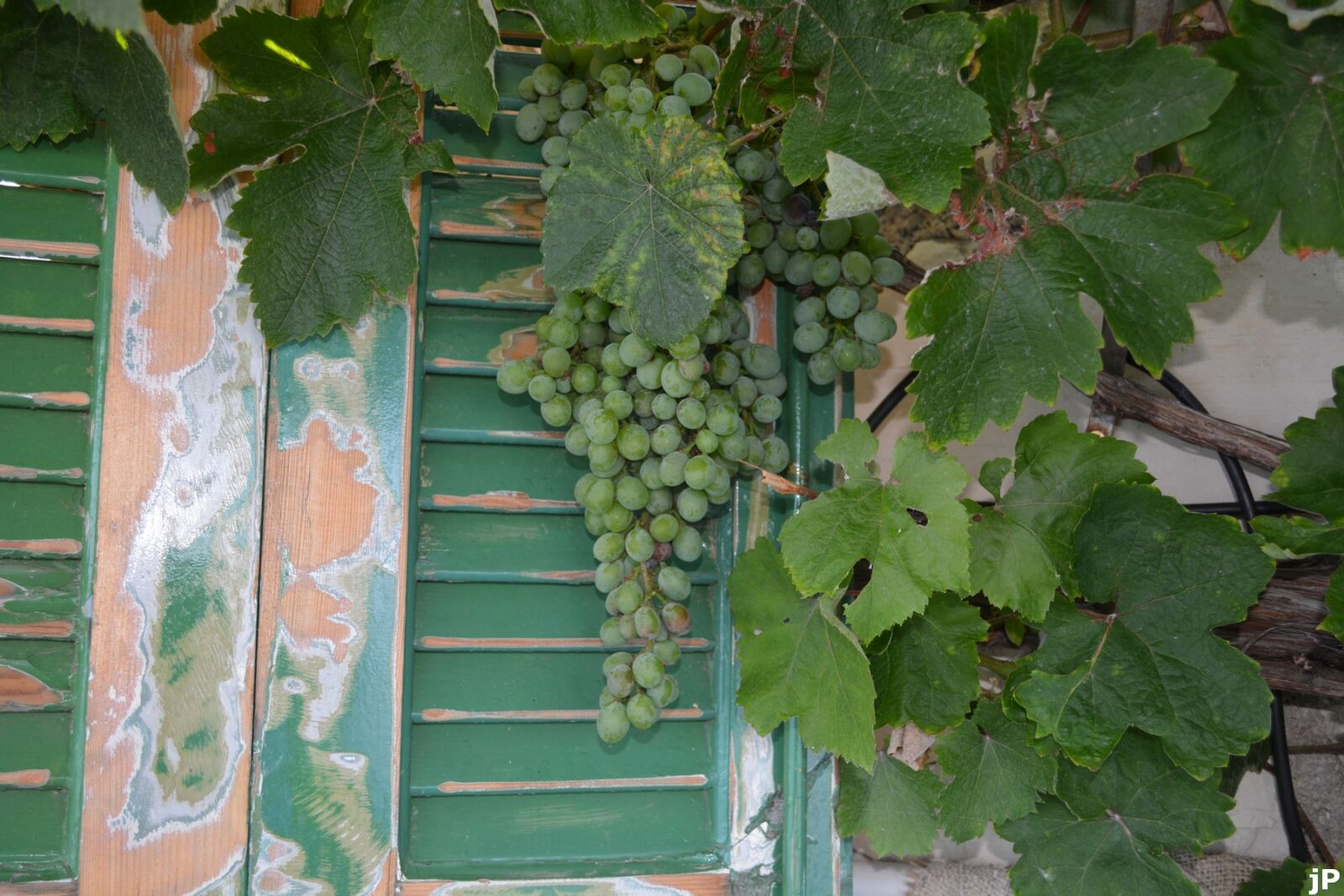 Nikon D5200 sample photo. Wine, grapes photography