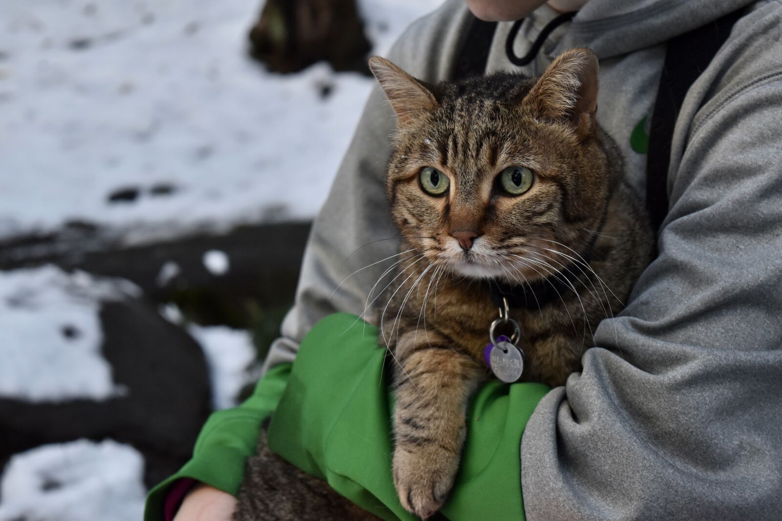 Nikon D5500 sample photo. Cat, winter, snow photography