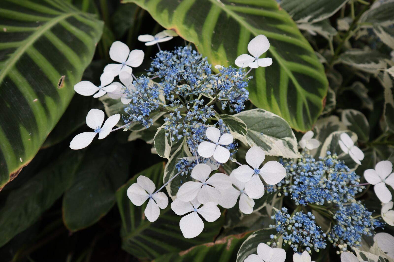 Canon EF-M 15-45mm F3.5-6.3 IS STM sample photo. Plants, flower, nature photography