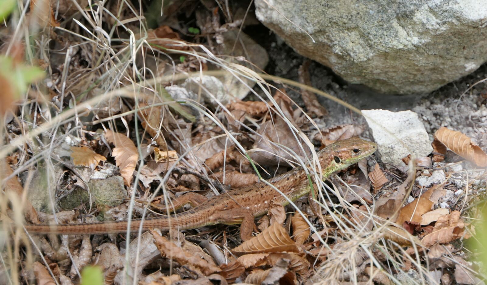 Panasonic Lumix DMC-FZ2500 (Lumix DMC-FZ2000) sample photo. Lizard, forrest, green neck photography
