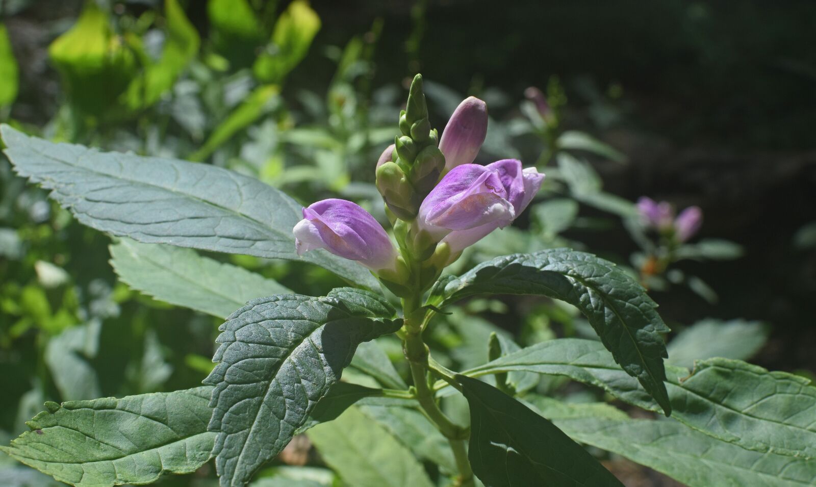 Nikon D3300 sample photo. Chelone, turtlehead, wildflower photography