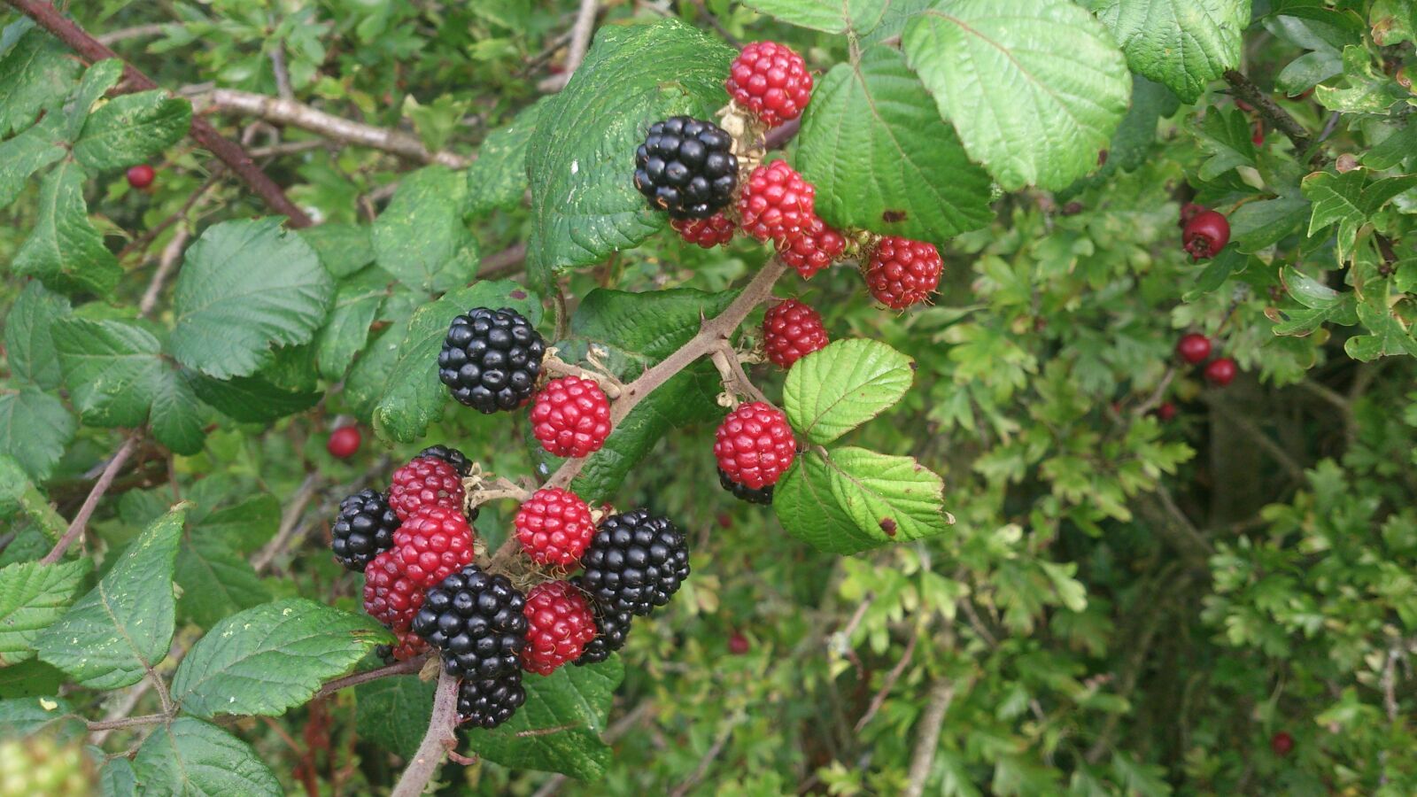 Sony Xperia T sample photo. Blackberry, nature, food photography