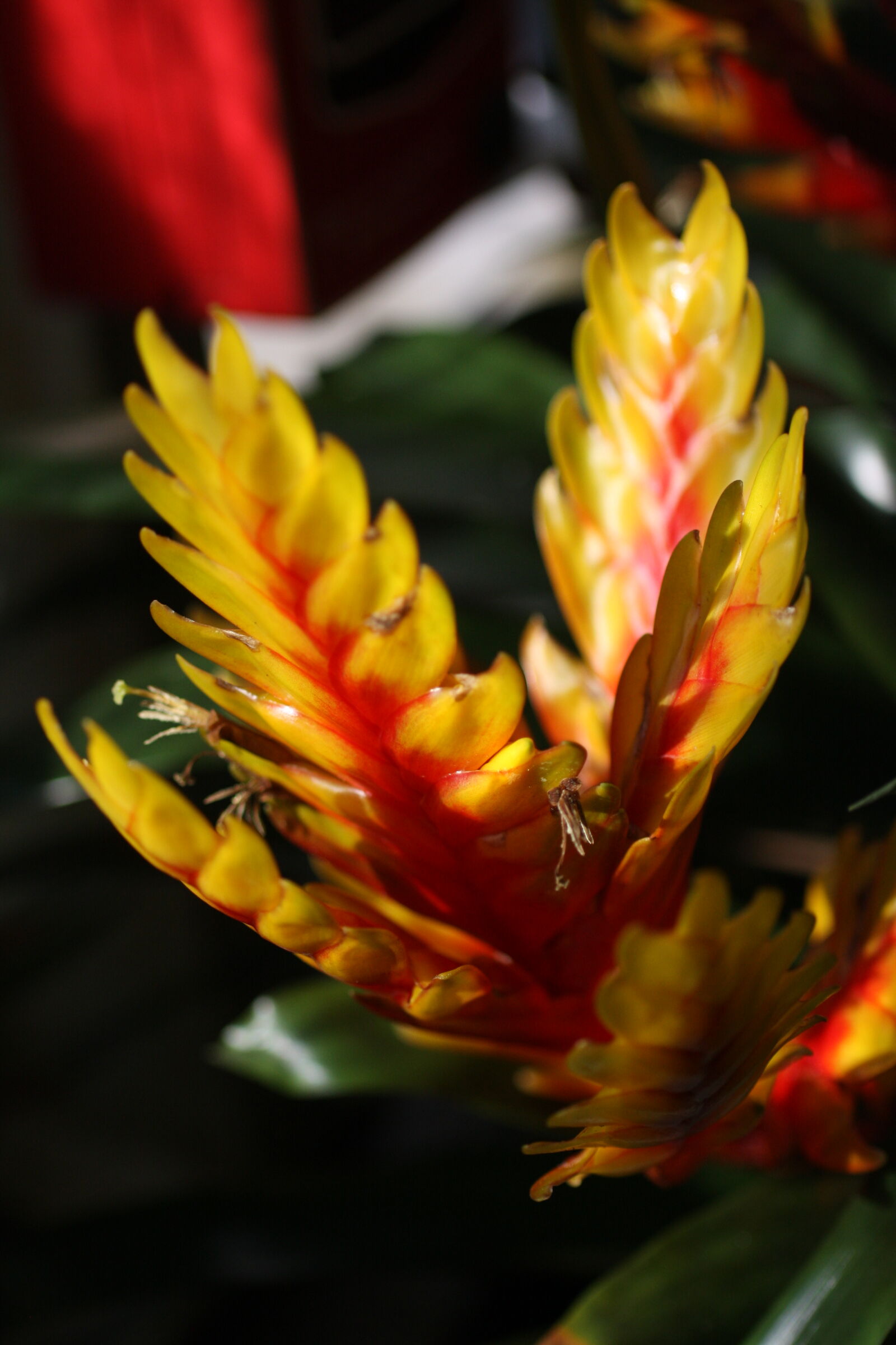 Sigma 50mm f/2.8 EX sample photo