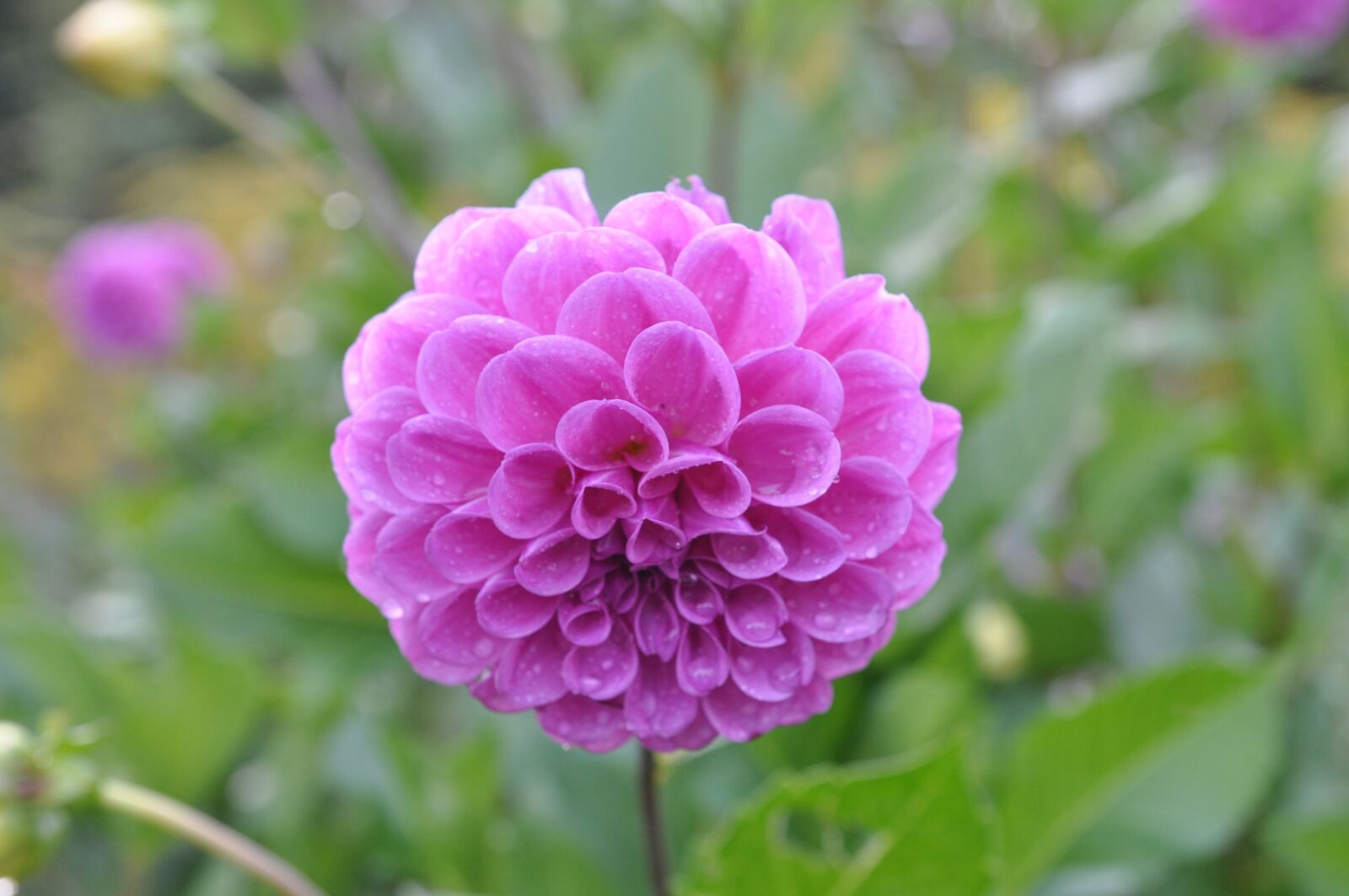 Nikon D5000 sample photo. Nature, plant, summer photography