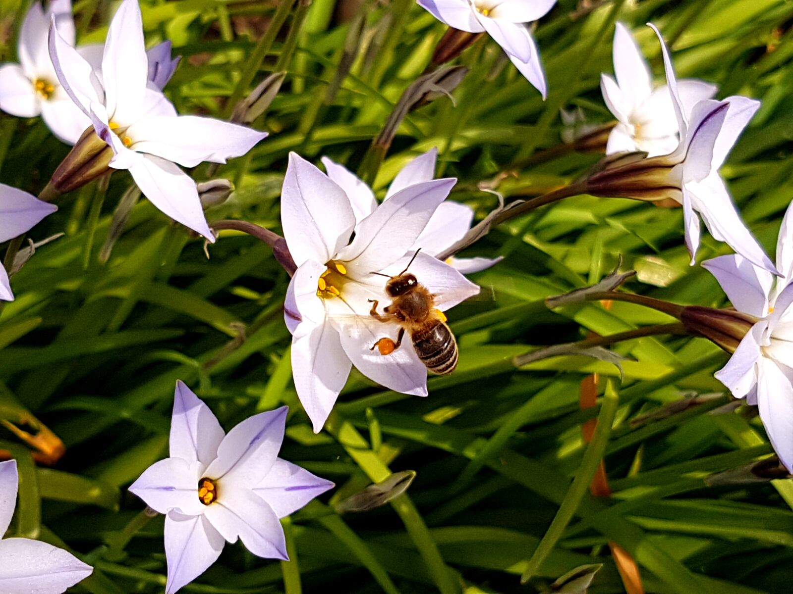 Samsung Galaxy S7 Edge sample photo. Bee, flower, purple photography