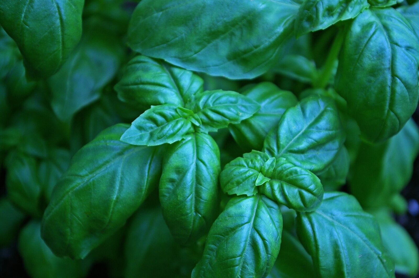 Pentax *ist DL2 sample photo. Basil, herbs, eat photography
