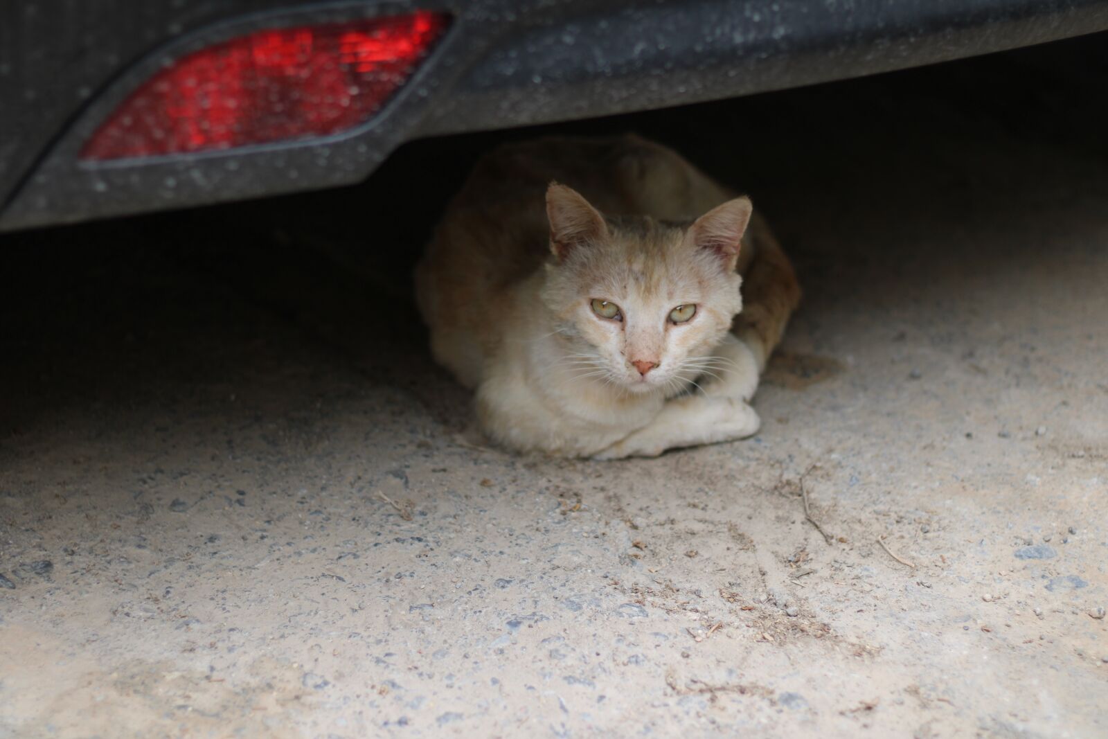 Canon EOS 2000D (EOS Rebel T7 / EOS Kiss X90 / EOS 1500D) sample photo. Cat, white, animals photography