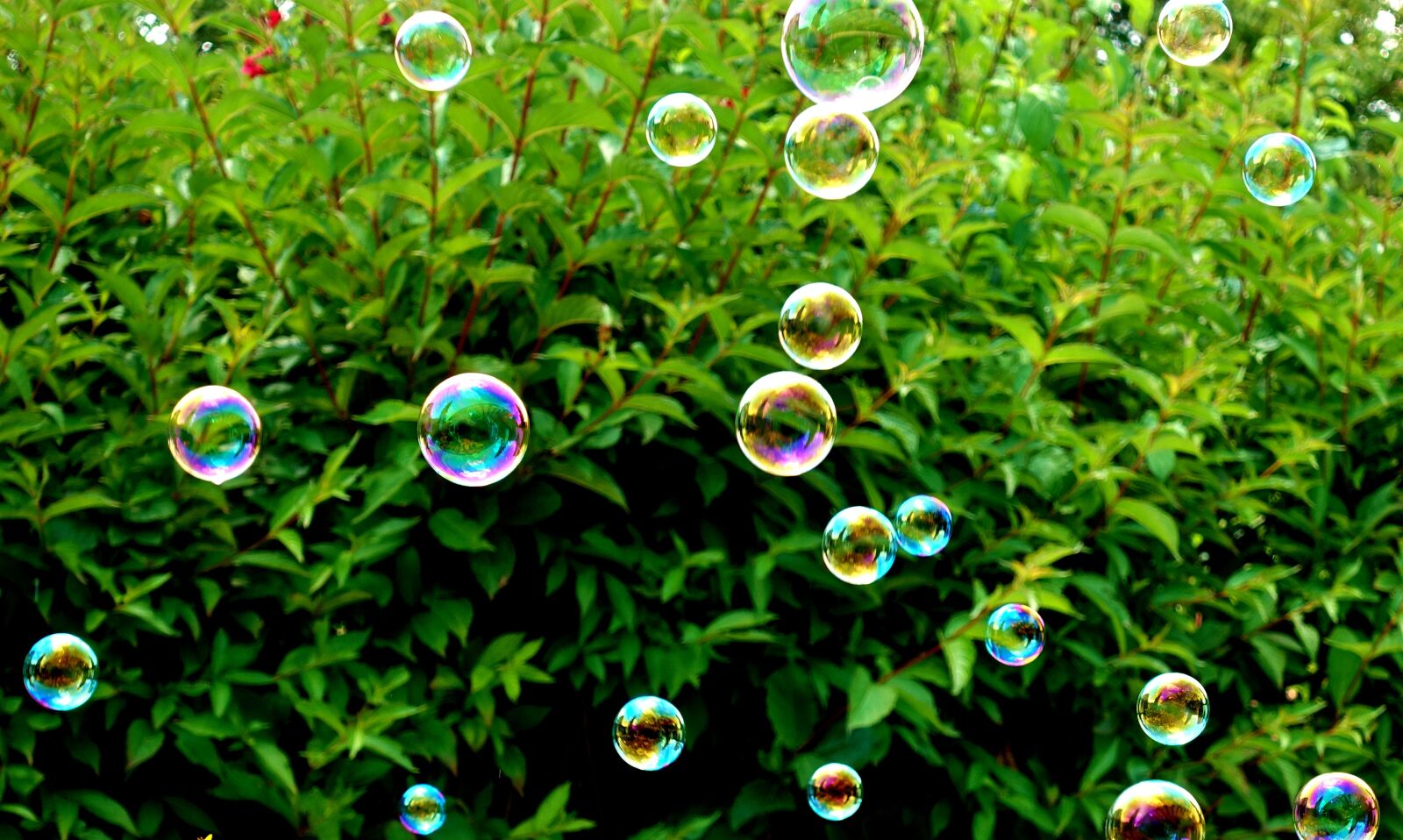 Sony DSC-RX100M5 sample photo. Soap bubbles, colorful, plant photography