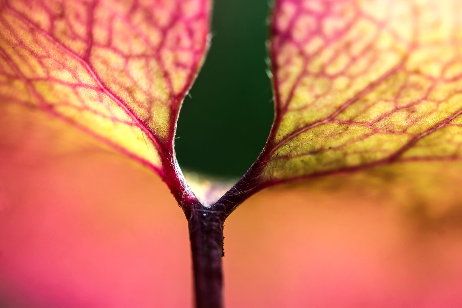 Canon EF-S 60mm F2.8 Macro USM sample photo. Foliage, macro, colorful leaf photography