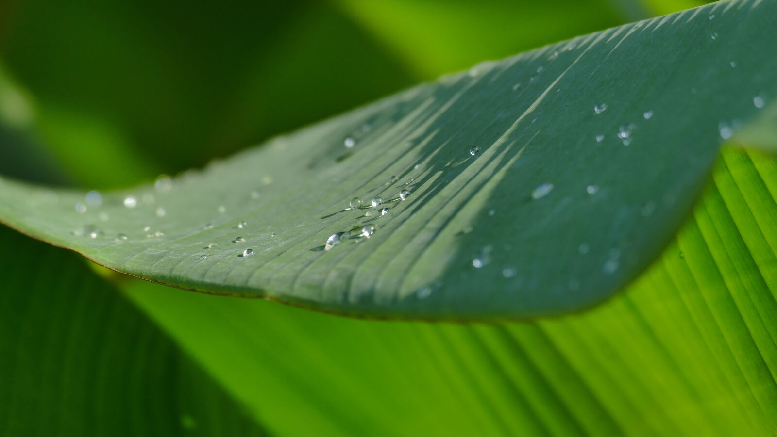 Leica V-Lux (Typ 114) sample photo. Leaf, dewdrop, water photography