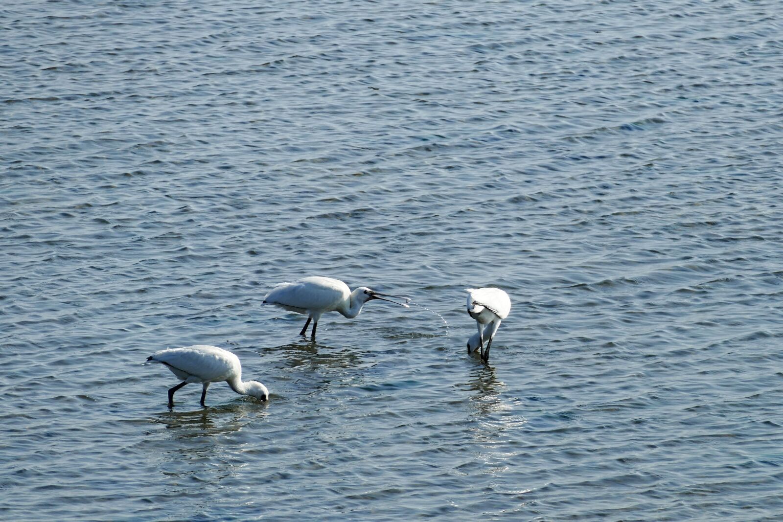 Panasonic Lumix DMC-FZ1000 sample photo. Sea, wadden sea, coast photography