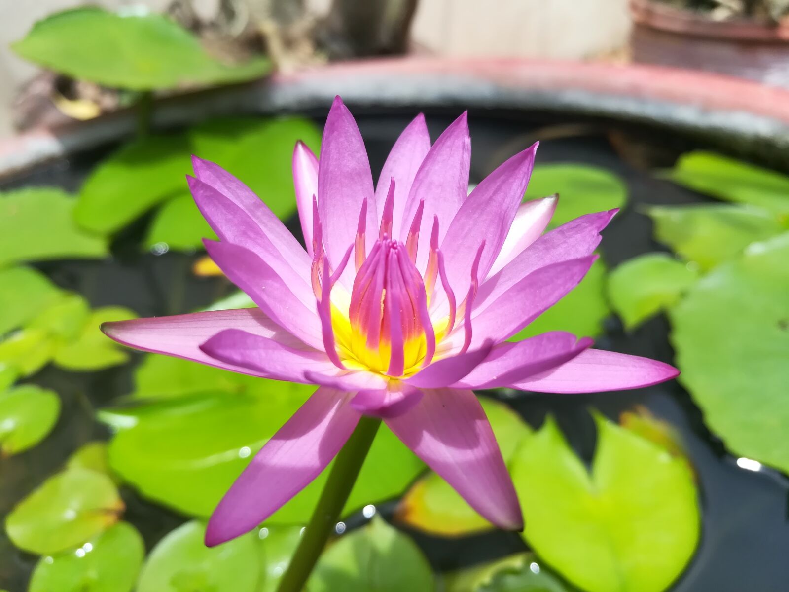 HUAWEI GR5 2017 sample photo. Lotus basin, lotus, flowers photography