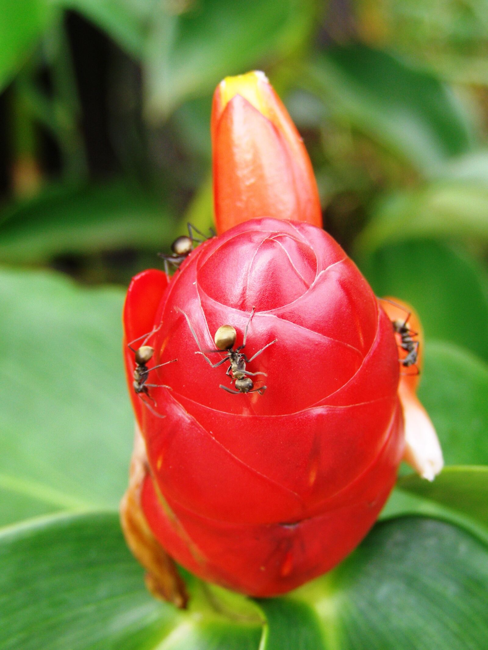 Olympus SP500UZ sample photo. Ant, thailand, red flower photography