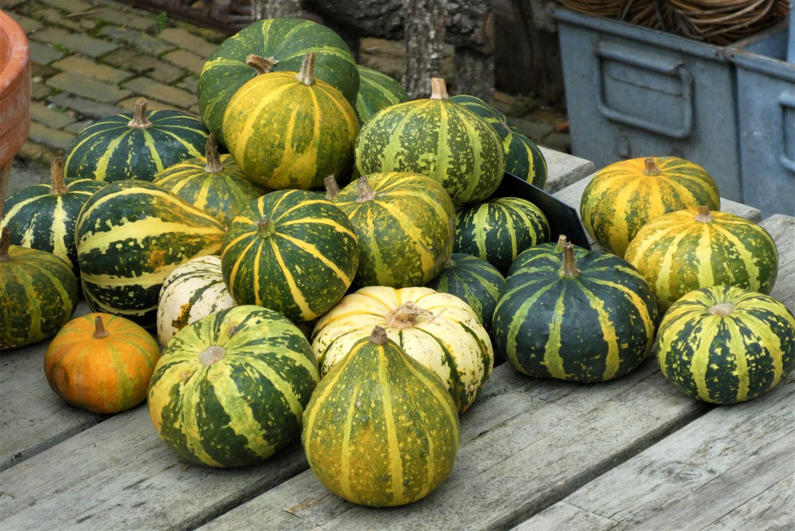 Panasonic Lumix DC-ZS70 (Lumix DC-TZ90) sample photo. Gourds, pumpkins, squash photography
