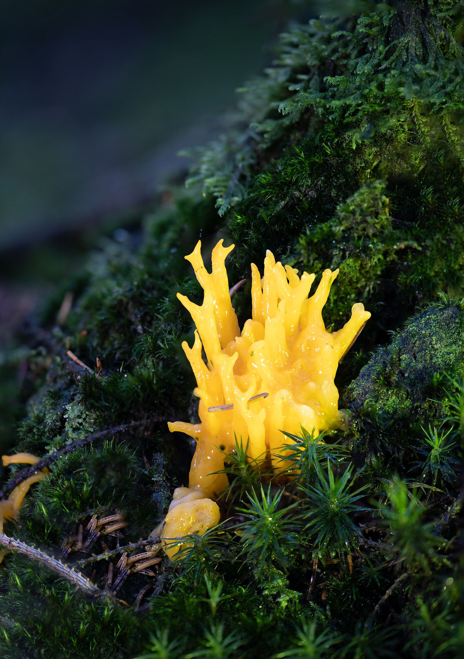 Canon EOS R sample photo. Calocera viscosa, mushroom, goatee photography
