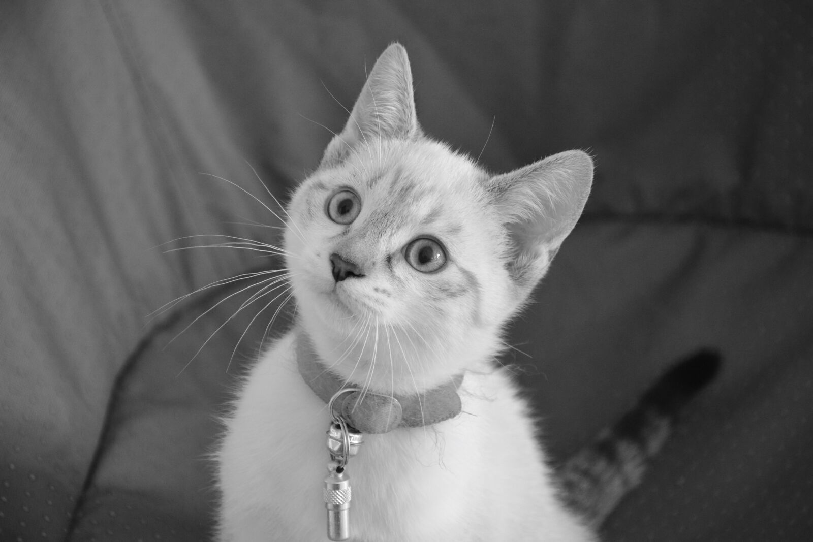 Nikon D5200 sample photo. Kitten, head, cat photography