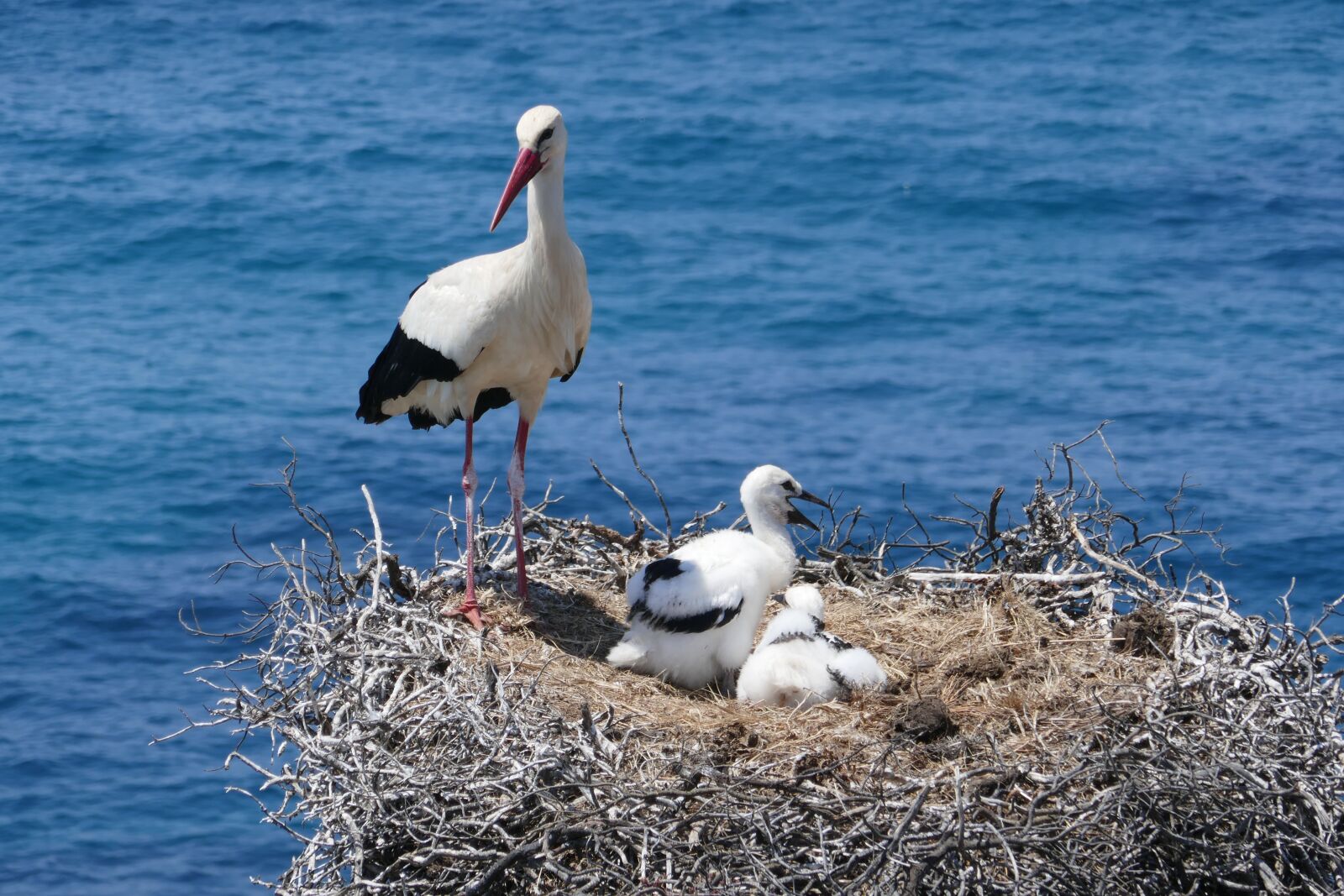 Panasonic DMC-TZ101 sample photo. Stork, portugal, nest photography