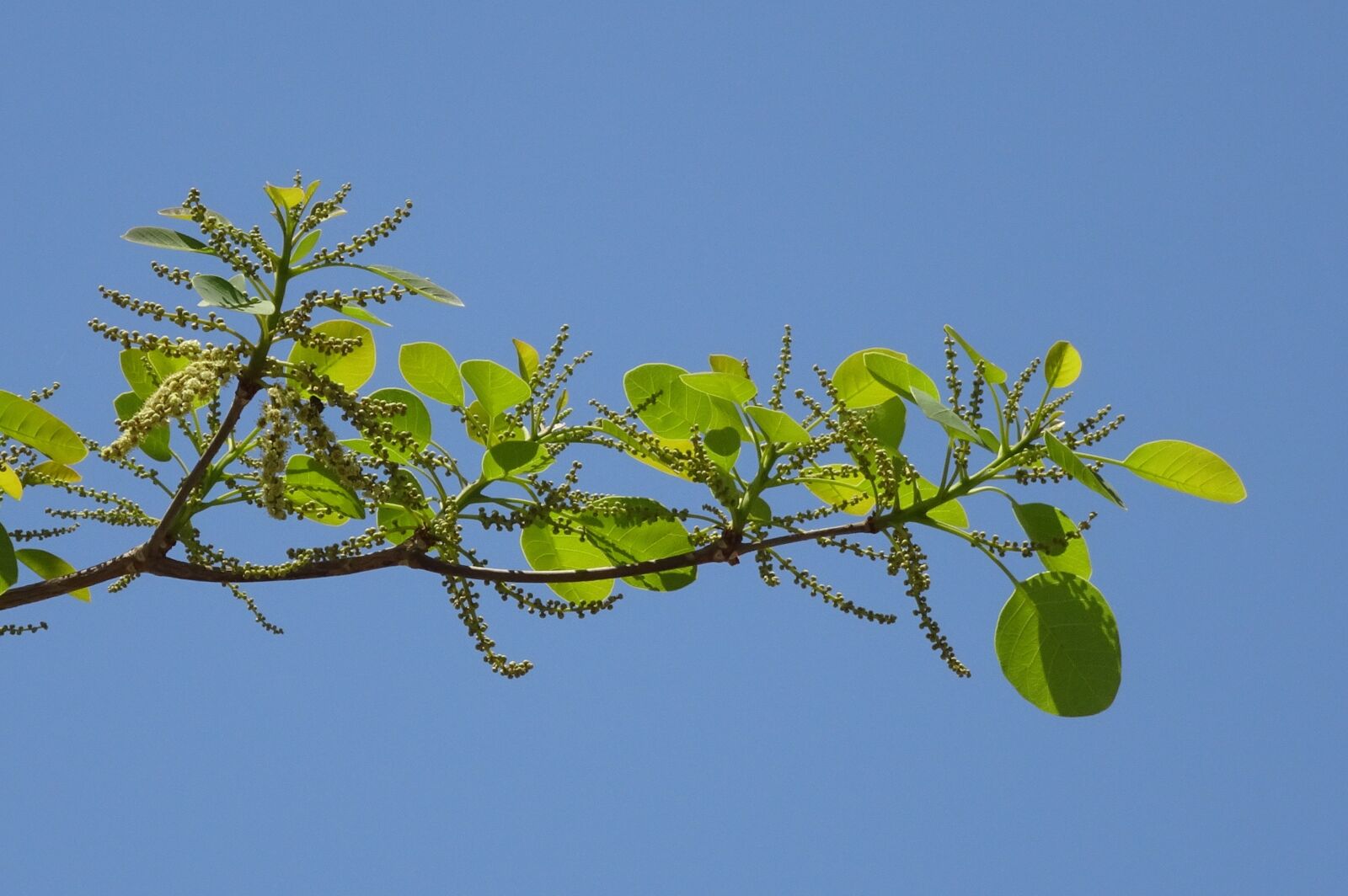 Sony Cyber-shot DSC-HX90V sample photo. Plant, terminalia bellirica, bahera photography