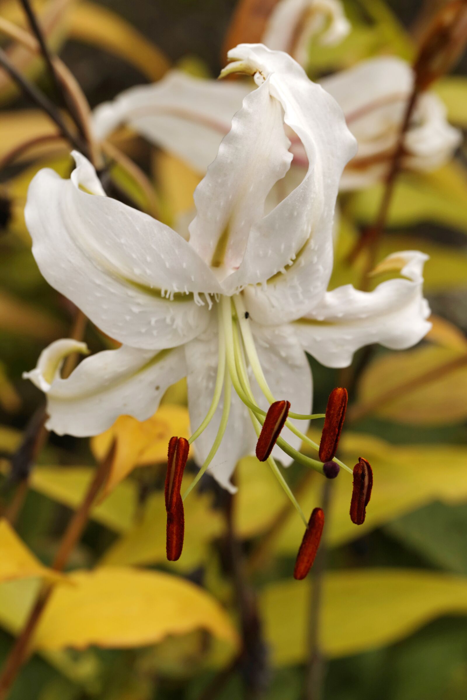 Canon EOS 5D Mark II sample photo. Lily, lilium speciosum album photography