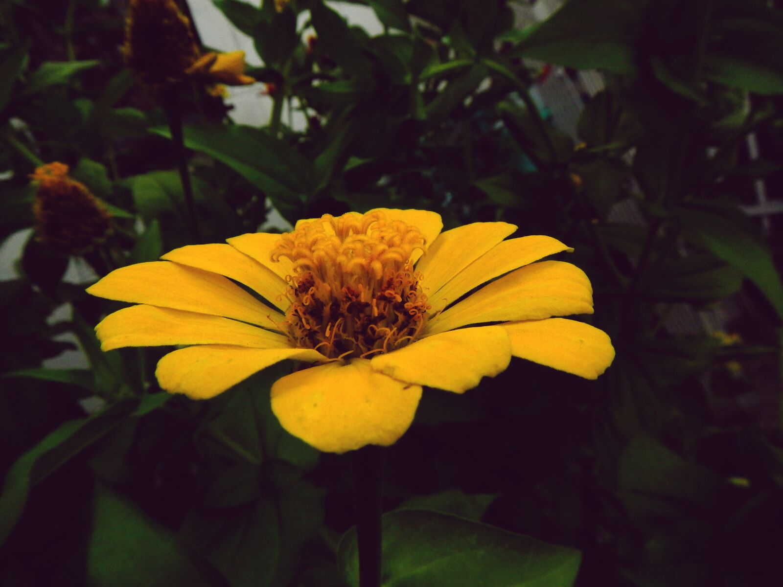 Nikon Coolpix AW110 sample photo. Flower, yellow, garden photography