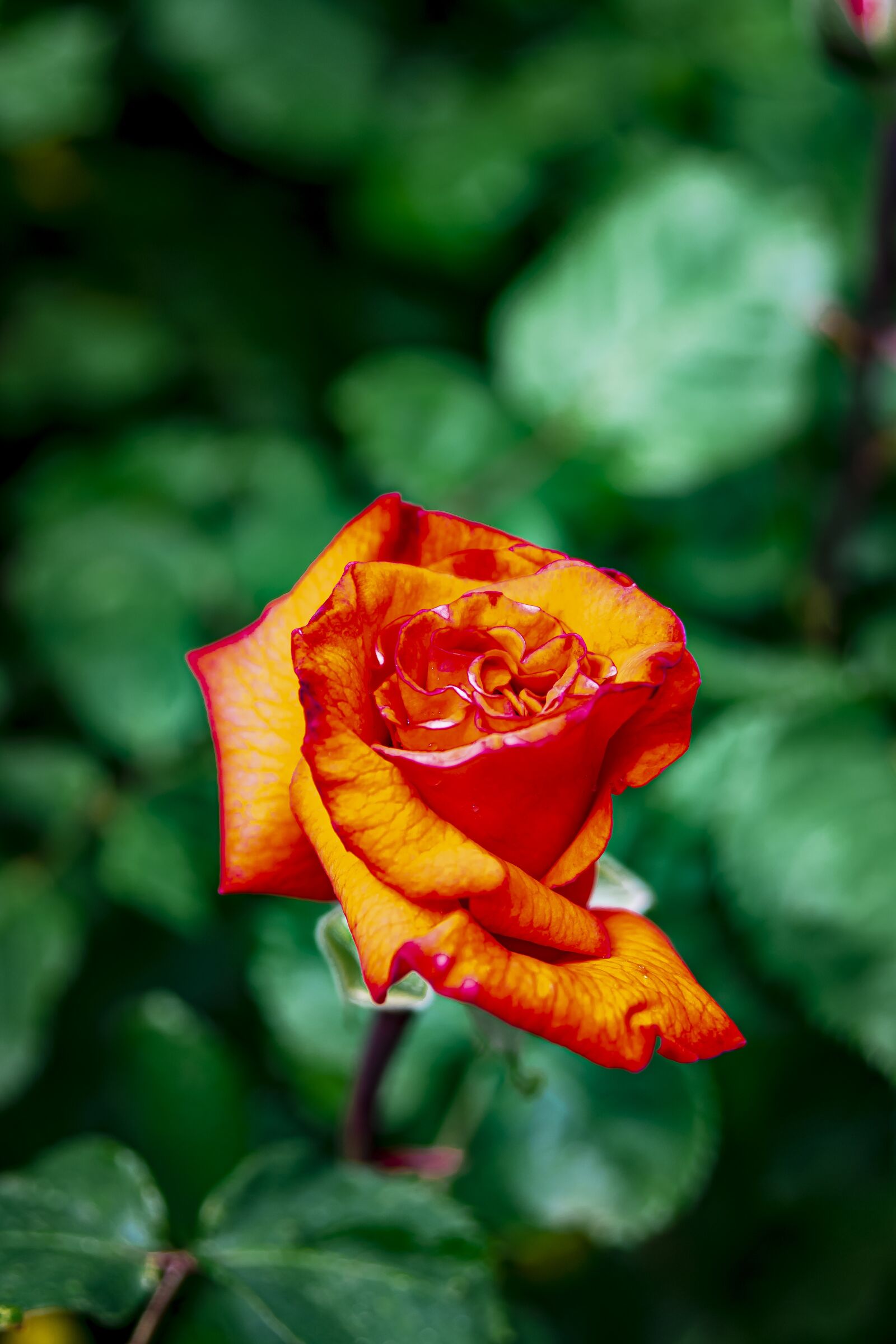 Nikon D7500 sample photo. Flower, pink, nature photography
