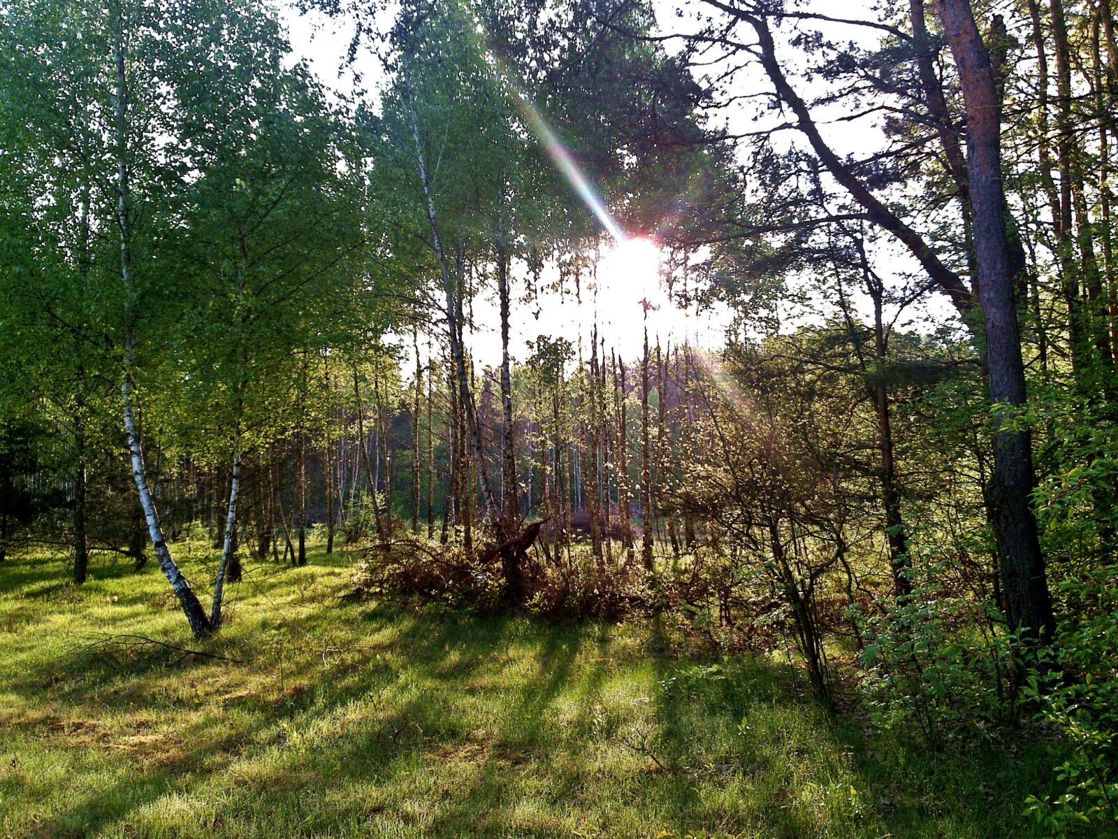 Nokia N96 sample photo. The sun, tree, nature photography