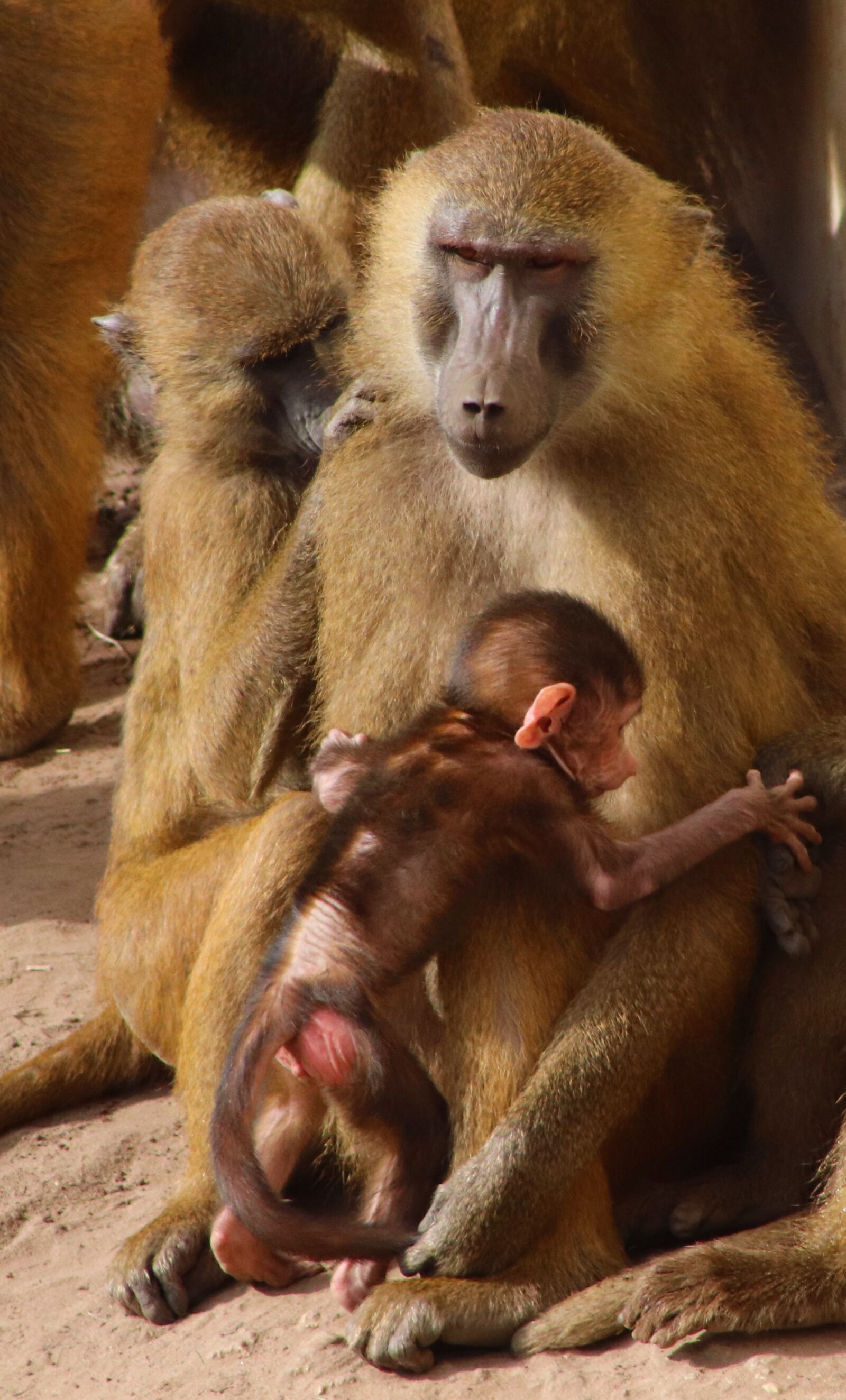 Canon EOS 800D (EOS Rebel T7i / EOS Kiss X9i) sample photo. Baboon, baby, monkey photography