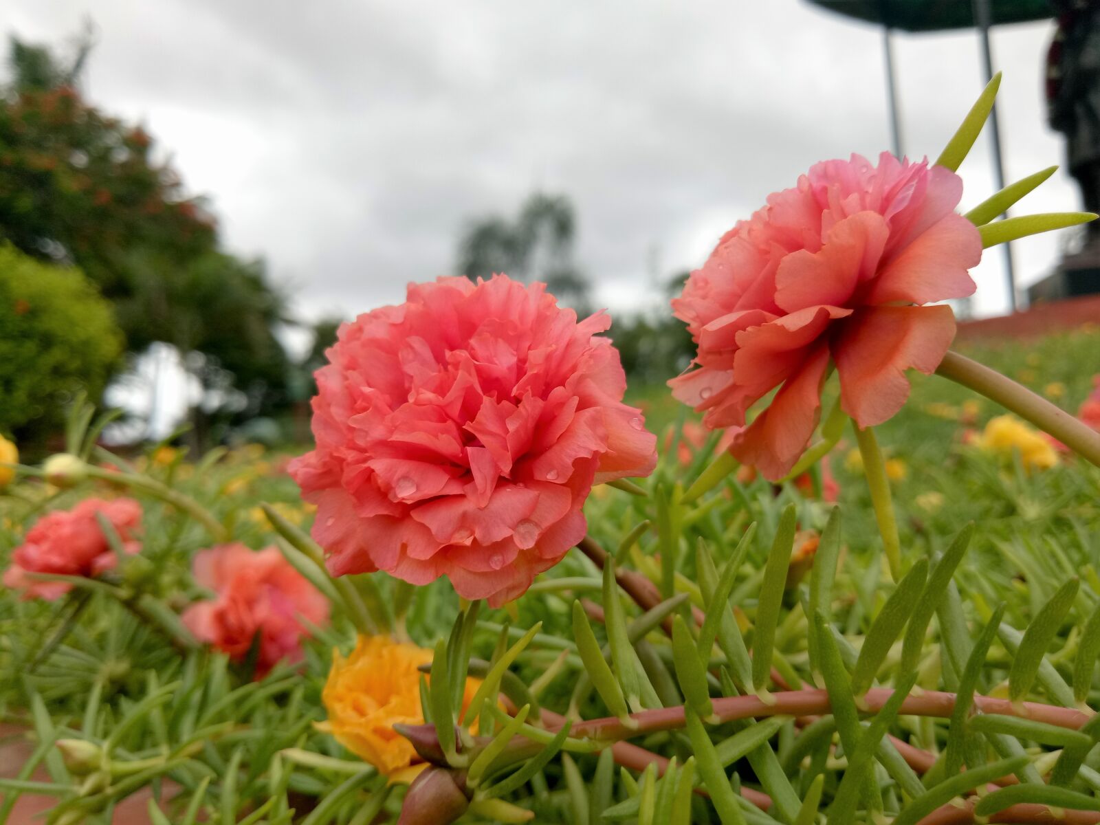 OPPO A1601 sample photo. Pink flower, dew drops photography