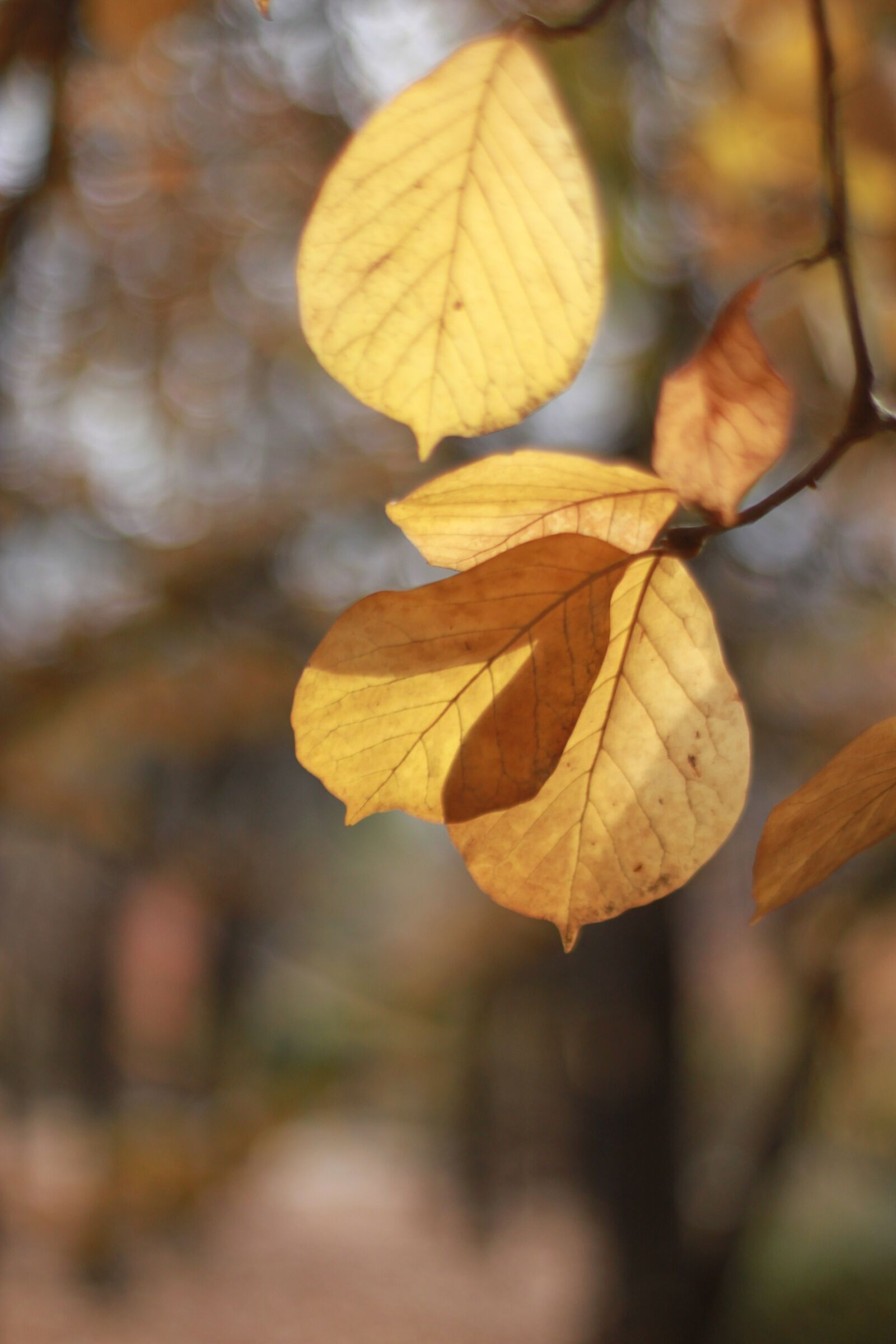 Canon EOS 500D (EOS Rebel T1i / EOS Kiss X3) sample photo. Autumn leaves, maple leaf photography