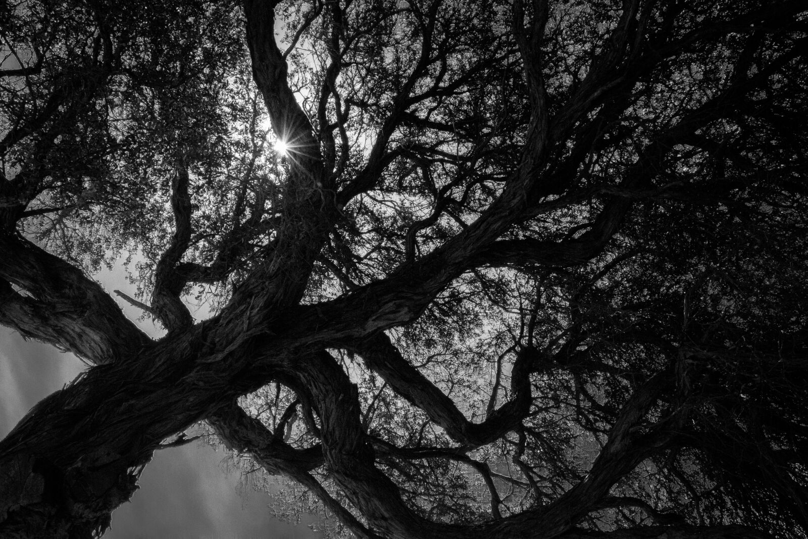 Nikon D5600 sample photo. Light, shadow, tree photography