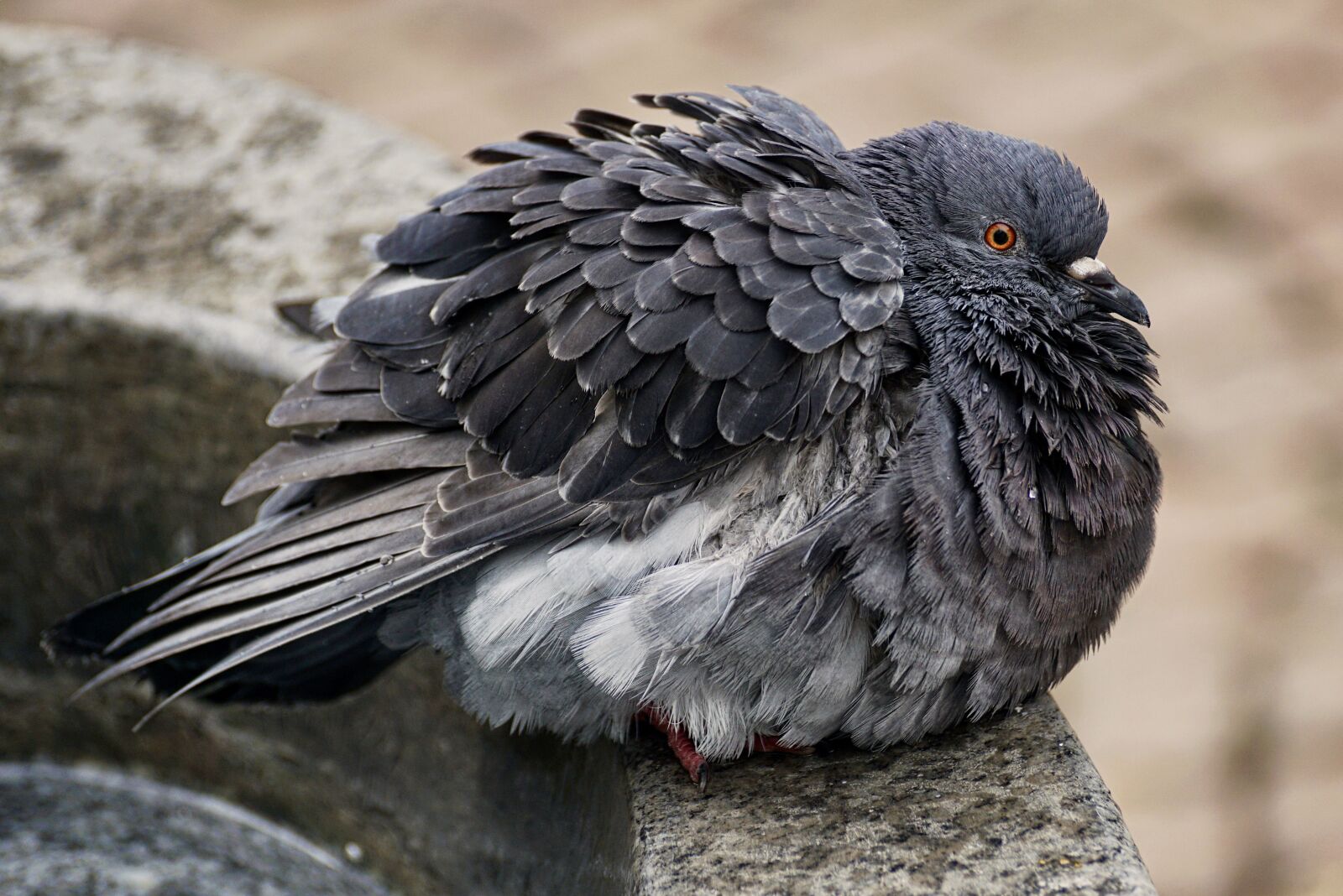 Sony DT 55-300mm F4.5-5.6 SAM sample photo. Dove, bird, animal photography
