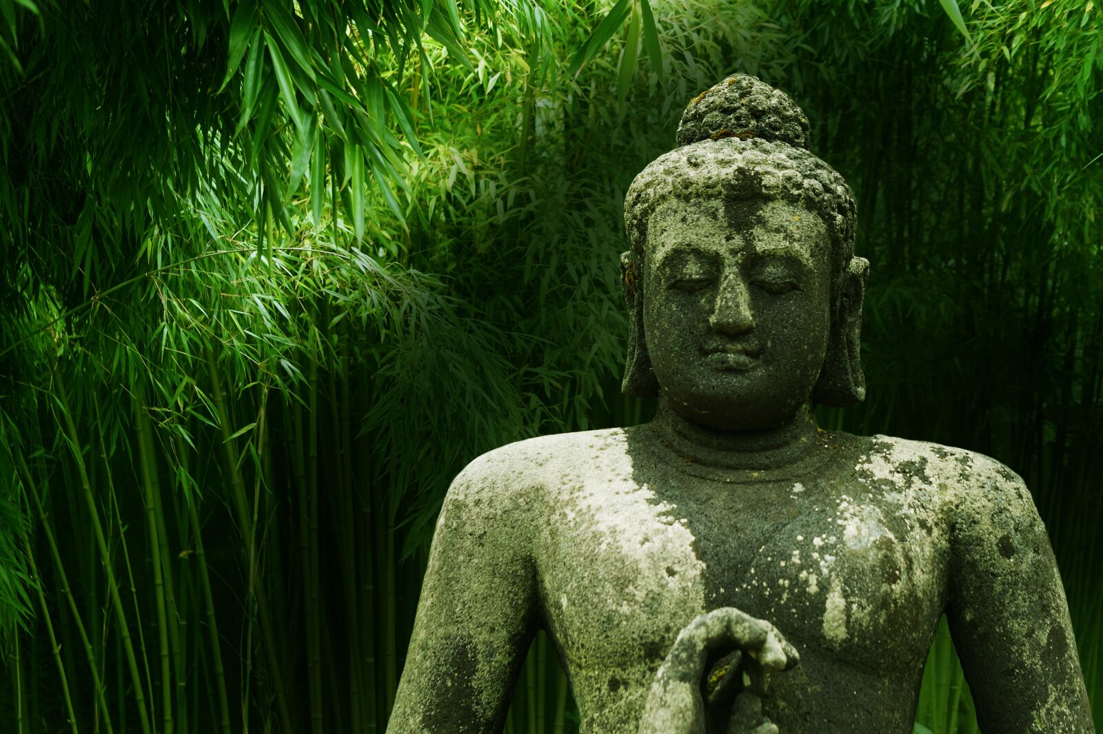Sony Alpha a3000 sample photo. Buddha, bamboo, meditation photography