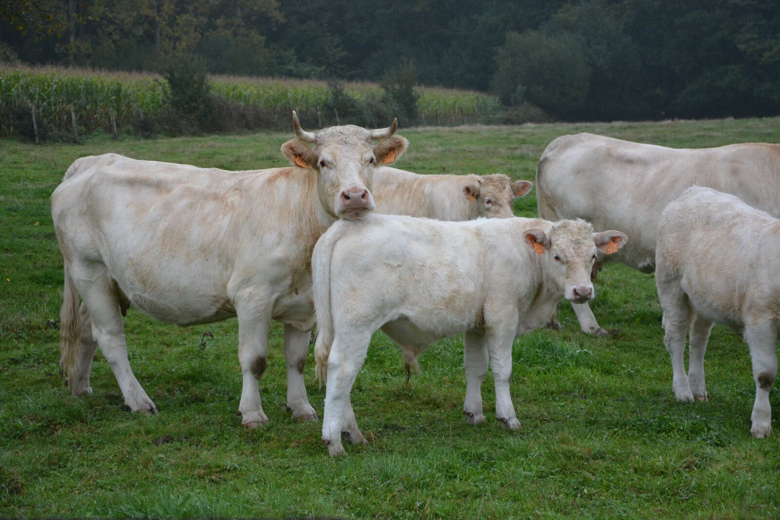 Nikon D5200 sample photo. Cow, cattle, field photography