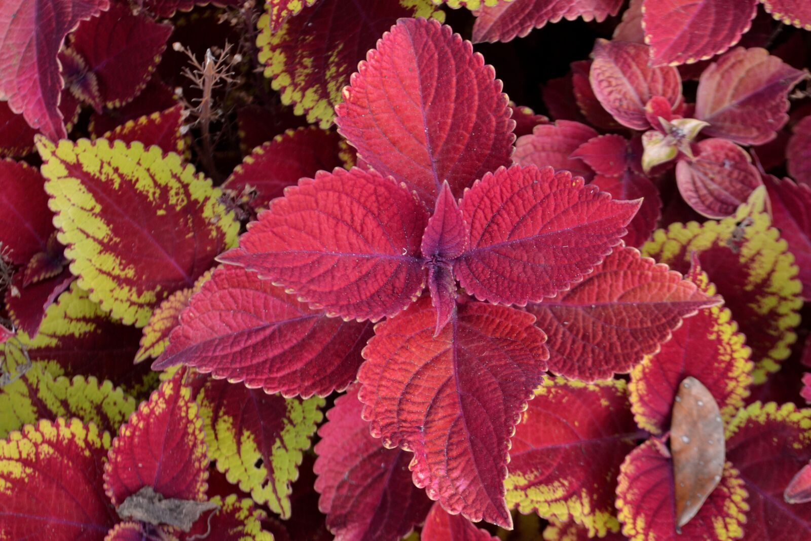 Nikon D3100 sample photo. Coleus plant, flowers, flowerbed photography
