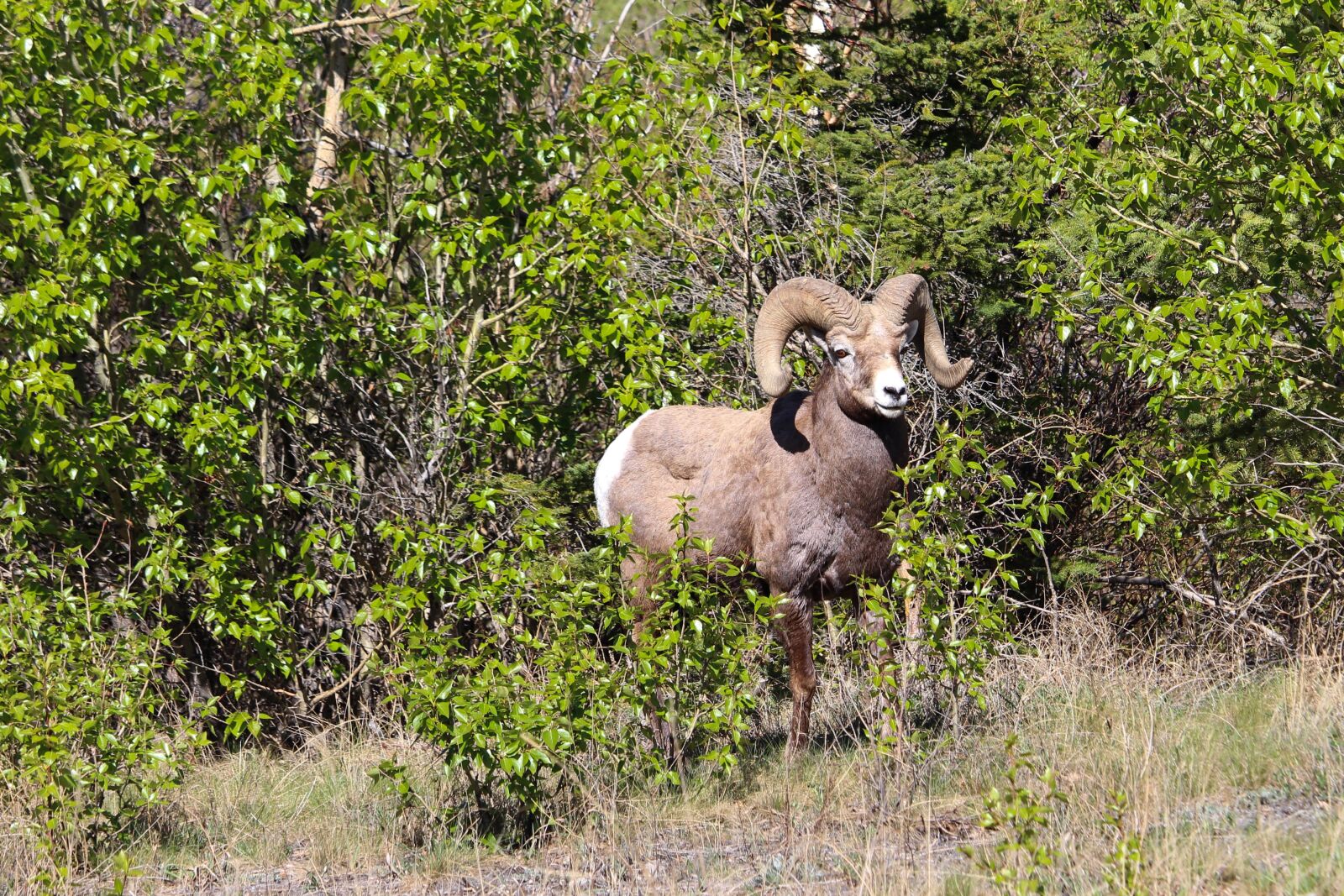 Canon EF-S 55-250mm F4-5.6 IS STM sample photo. Bighorn, sheep, wildlife photography