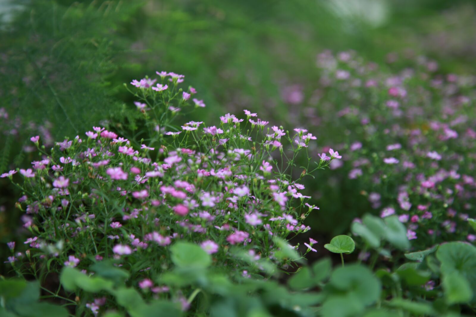 Canon EOS 6D + Canon EF 24-105mm F4L IS USM sample photo. Wildflower, flowers, plants photography