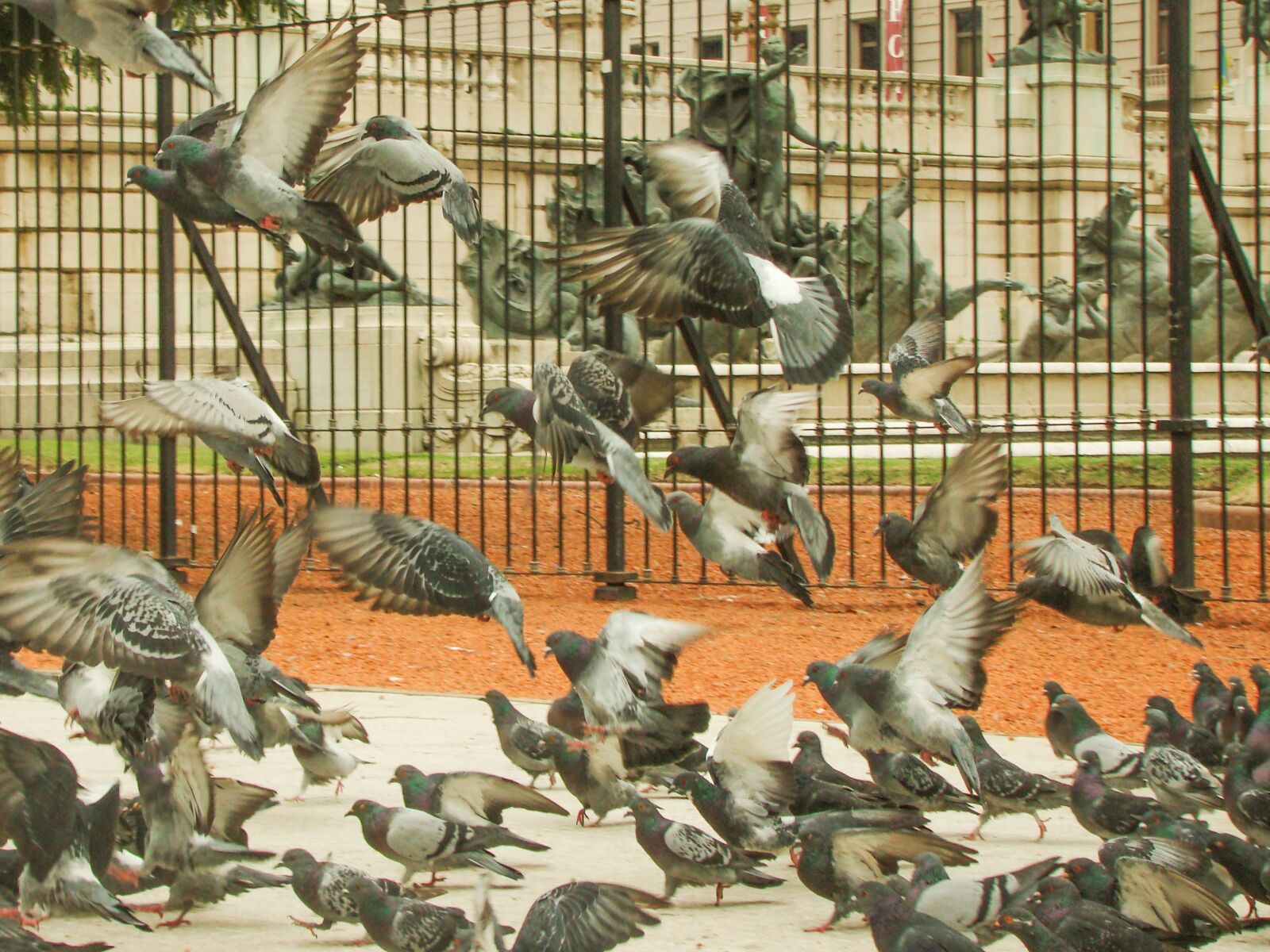 Sony Cyber-shot DSC-H50 sample photo. Ave, pigeons, plaza photography