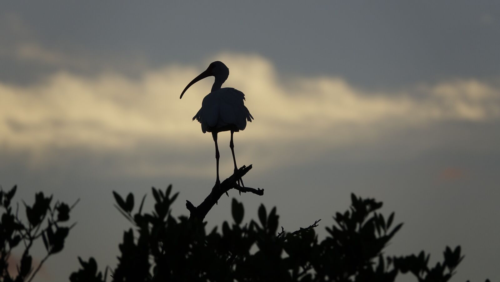 Sony Cyber-shot DSC-RX10 III sample photo. Bird, bird silhouette, ibis photography