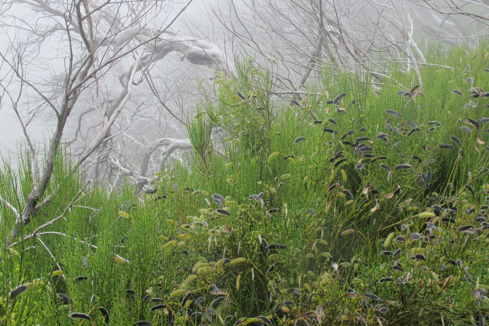 Canon PowerShot G12 sample photo. Fog, green and grey photography