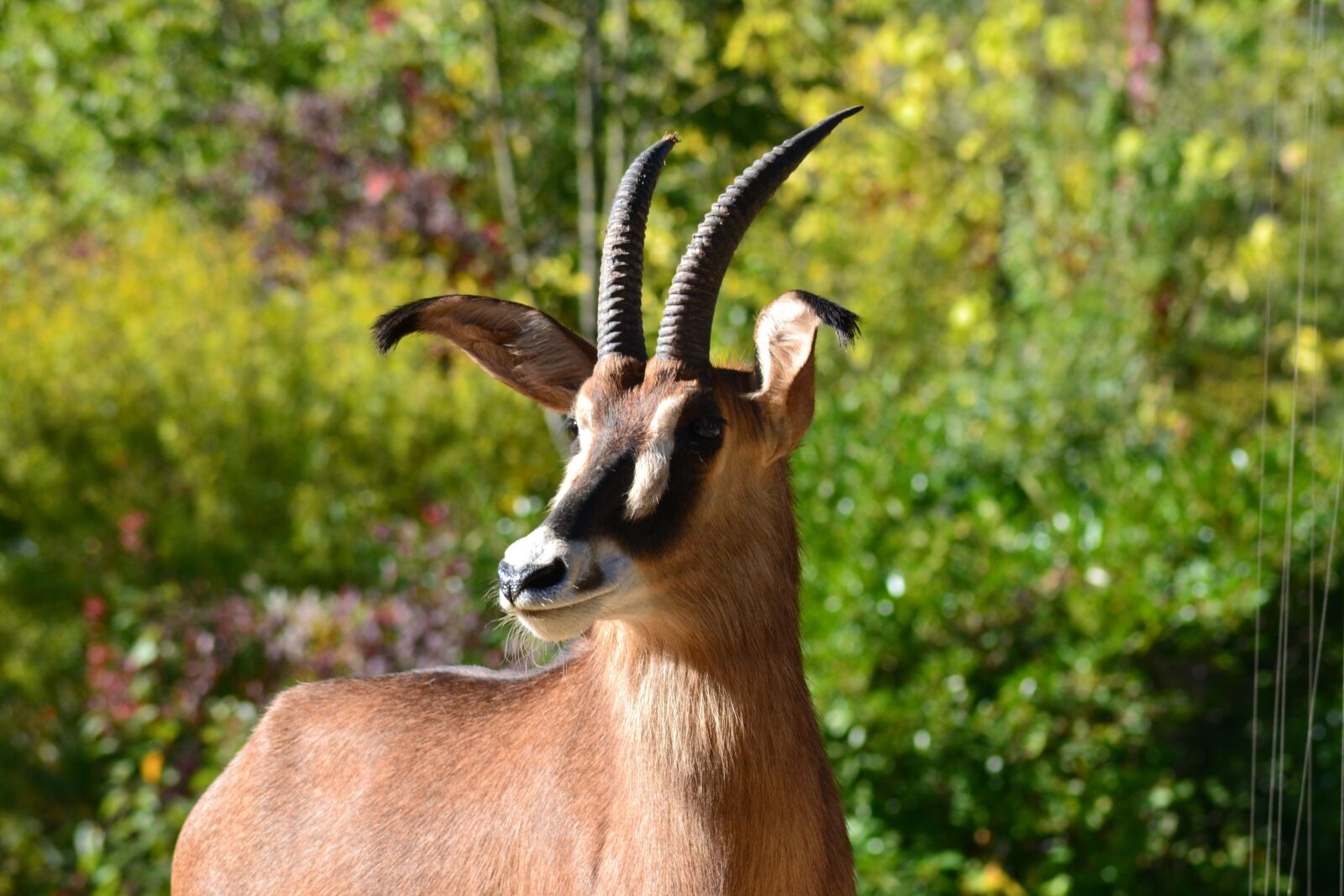 Nikon D3100 sample photo. Africa, antelope, zoo photography