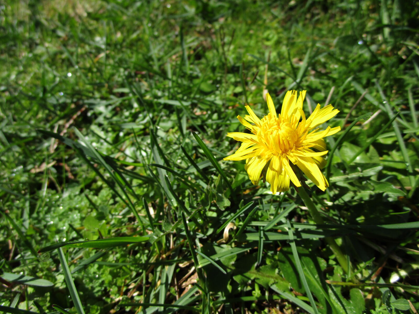 Canon PowerShot ELPH 190 IS (IXUS 180 / IXY 190) sample photo