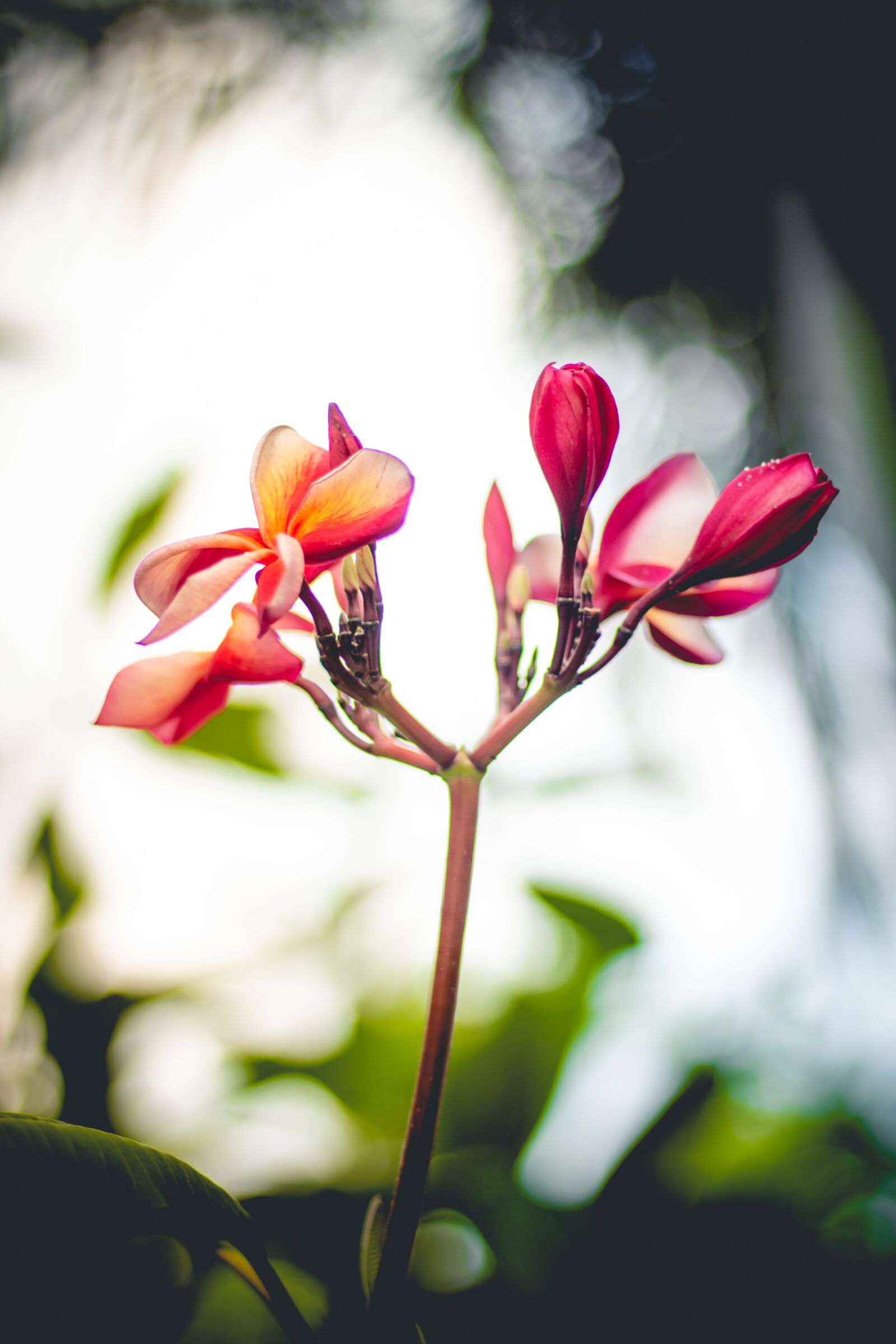 Canon EOS 700D (EOS Rebel T5i / EOS Kiss X7i) + Canon EF 50mm F1.8 STM sample photo. Plumeria, flower, thailand photography