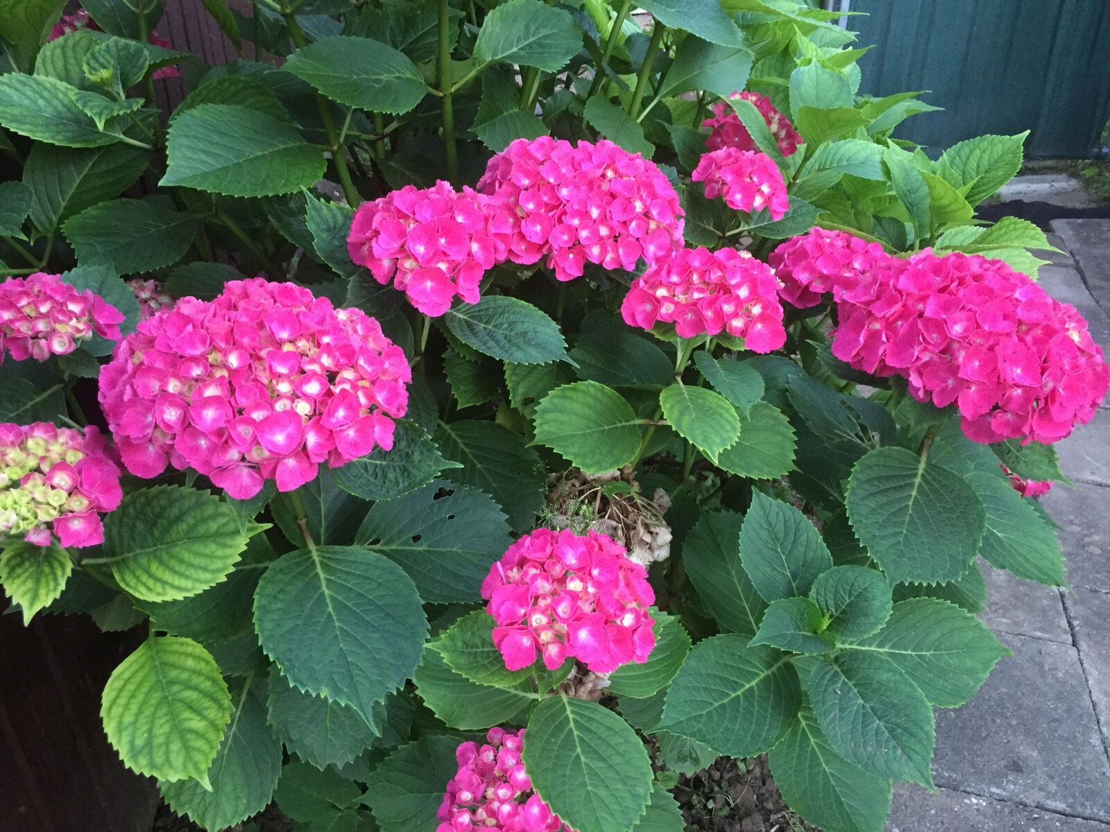 Apple iPhone 6 sample photo. Flowers photography