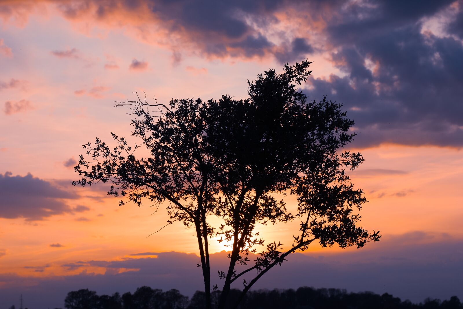 Canon EOS 600D (Rebel EOS T3i / EOS Kiss X5) + Canon EF 50mm F1.8 STM sample photo. Tree, sunset, nature photography